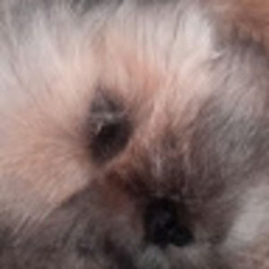 Meet your Posher, Jodi